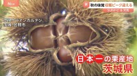 秋の味覚「栗」収穫ピーク迎える　収穫量日本一の茨城で栗収穫を体験　“モンブラン絞り”でオリジナルケーキも…【SUNトピ】