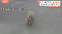 「近道を使ったのでは？」人気観光スポットの八ッ場ダムに現れた不届き者の正体は…サル30頭！？ぞろぞろと歩く姿に、思わず二度見！