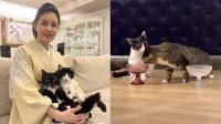 【 ねこ 】藤あや子さんの保護猫「じゃこ天」くん　先輩猫オレオのご飯を横取り「じゃこが大物すぎた…」