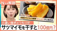 干し芋が人気 サツマイモを干すと…100億円の価値？ 業界期待の品種「ハロウィンスイート」とは【Nスタ解説】