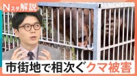 なぜ多発？各地でクマ被害、原因の1つに「境界線のあいまいさ」か、9月から施行「緊急銃猟」4つの条件【Nスタ解説】