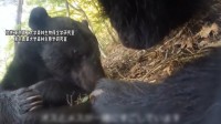 野生のクマに“首輪カメラ”設置、世界で初めて繁殖行動を記録　メスを追いかけ木の下で見守る姿も…メスの発情を促すため子グマを食べることも