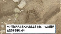 秋田・岩手・山形、各地でクマに襲われ計3人けが