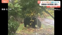 開園前の保育園にクマが出没　キウイが実った木を揺らす様子が…AIがクマとの遭遇をリスクを減らす！