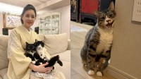 【 ねこ 】藤あや子さんの保護猫「じゃこ天」　ついに “壁スリスリ” でゴハンおねだり