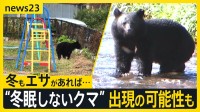 取材中にクマと遭遇…ハロウィーンパーティーは急きょ屋内に変更　なぜ人の生活圏に出没？専門家からは“冬眠しないクマ”出現の可能性も【news23】
