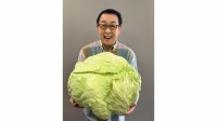 【 さだまさし 】　「これ大きいだけではなく美味しいのよ」巨大キャベツ「札幌大球」友人からの贈り物に満面の笑み