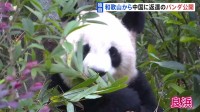 「竹をむしゃむしゃ」和歌山から返還のパンダが中国で公開 約4か月ぶりに公の場に　「良浜」「結浜」「彩浜」の3頭