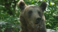 欧州でもクマの被害増加“駆除枠の拡大や速やかに射殺”法改正進めるも動物愛護団体は反発