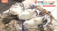 旬の味覚 広島のカキに異変 旬のはずが冷凍を使用 8～9割のカキが大量死