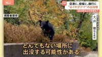 可愛い？いえ…実は危険です “はぐれ子グマ”に注意　危険な場所＆安全な場所も分からず、どこへでも出没？小さくても攻撃力は高い 専門家「異常事態です」