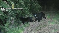 4月～10月のクマの人身被害 全国で196人　最も被害者数が多かった年度を上回るペース　環境省