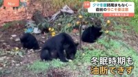 400キロ超！？箱わなを倒すクマに営業中の商業施設に侵入する個体も！今年のクマ「いつまで出没が続くか見通しが立たない」“冬眠しない”懸念も