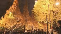 神宮外苑のイチョウ並木 ライトアップ始まる　今月30日まで毎日午後4時半～午後7時半