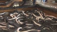 ウナギの国際取引規制を議論へ ワシントン条約の締約国会議が開幕