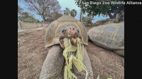 141歳の「動物園の女王」死ぬ　米・サンディエゴ動物園のガラパゴスゾウガメ「グランマ」 死んだ時の推定年齢で“園内最高齢”