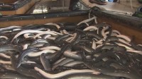 ニホンウナギなど全てのウナギの取引規制案「否決」「ご理解をいただけた」鈴木農水大臣
