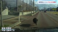 住宅街でイノシシが体当たり 3人けが　車にぶつかる映像も…新潟市