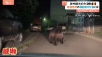 ほぼ毎日“ヒグマが威嚇”“恐怖の中で通勤”…「欧州最大のヒグマ生息地」ルーマニア　徹底対策で被害減らした町も
