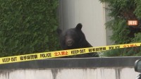 【速報】4月～11月のクマの人身被害　全国で230人　過去最多に　環境省