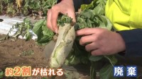 東京は乾燥でカラカラ 1か月まとまった雨が降らず 野菜に異変！大根ひび割れ＆カブは小ぶりに「価格への影響も心配…」 加湿器の出荷は1.5倍に