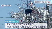 「子グマが柿を食べている」スキー場近くにクマ出没で緊急銃猟　けが人なし　新潟・​南魚沼市​
