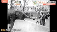 新「映像」発見　80年の時を経てゾウの「エリー」が伝える戦争 “戦時猛獣処分” 絵本「ごめんねメリー」原画も展示　熊本【戦後80年つなぐ、つながる】