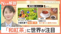 「和紅茶」が熱いワケ！個性豊かな味・香りで“日本茶”の魅力凝縮　消費減少のカギに？【Nスタ解説】