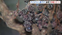 アイスワイン用ブドウ “マイナス19℃”の厳寒で収穫スタート　北海道池田町