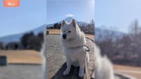富士山背景にサモエド写真「まるで天使！？」奇跡の1枚にSNSで4.8万いいね！