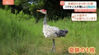 奇跡の1枚「バランスが難しい」 何度もこけて壊れてを繰り返した…細部まで再現！洗濯ばさみで作った『鶴』が話題に