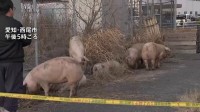 横になって草を食べるブタも？ 国道にブタ14頭が逃げ出すも全頭捕獲　運搬中のトラックから逃げ出す　愛知・西尾市