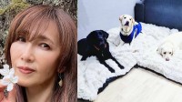 【工藤静香】ファンと共にライブ・ディナーショーのグッズ売上を寄付 犬たちの支援に　日本補助犬協会から感謝状
