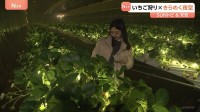 少し変わったいちご狩り体験　おとぎの国に、きらめく夜空も【SUNトピ】
