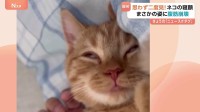 腹筋崩壊級の面白さ! 子ネコの寝顔が話題 どうしたらこの表情に!? いつも添い寝の甘えん坊 飼い主から離れない