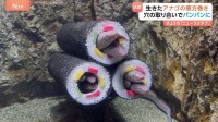 水族館で「アナゴの恵方巻」が話題に! 太巻きのなかはアナゴでぎゅうぎゅう　まるで満員電車!?　強引に入るアナゴや…断念するアナゴも…
