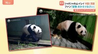 双子パンダが中国に到着 ファンが花束やケーキで出迎え　施設の前には見守る日本人の姿も　「シャオシャオ」と「レイレイ」の写真が早速公開
