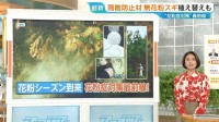 東京都「無花粉スギ」で花粉ゼロに？2030年には年間10万本の苗木の生産へ【ひるおび】