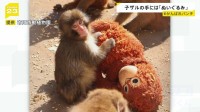“ぬいぐるみがお母さん”の子ザル、パンチ君がSNSで話題「＃がんばれパンチ」来園者倍増　母ザルが育児放棄で　千葉県・市川市動植物園