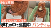 「パンチくん」群れの中で奮闘中　“ぬいぐるみと成長”過去には「クマ」と…その後は出産も【Nスタ解説】