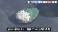 大船渡山林火災から1年　東日本大震災と山林火災の二重被災　アワビ養殖業者「災害に負けない企業」へ　養殖のノウハウ伝えるコンサルタント事業に乗り出す　岩手