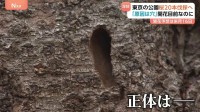 桜の開花まで18日なのに…都内の公園で20本を伐採「原因は複数の穴」