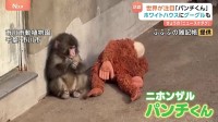 “ぬいぐるみがお母さん”の子ザル「パンチくん」 ホワイトハウスにGoogleまで…世界が熱視線！　千葉県・市川市動植物園