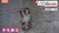 子ザルの「パンチくん」閉園アナウンスに合わせて来園者にバイバイ？キュートなお見送りに撮影者も「キュン」