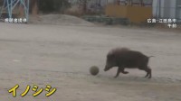 サッカーしている？小学校のグラウンドにイノシシ 鼻や前足使ってボール転がす姿　広島