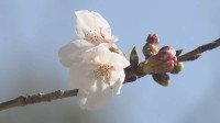 高知と岐阜で桜が開花 全国トップ　それぞれ平年よりも早い開花に