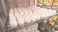 卵の価格が鳥インフル影響などで最高値更新　1パックあたり309円
