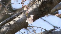 各地で桜開花　東京は3連休に間に合う？　行楽シーズン迎えるも花粉がピーク