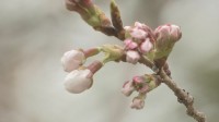 【速報】きょうは東京の桜「開花」ならず　東京管区気象台の職員が靖国神社の標本木を確認するも「2輪のみ」