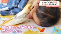 SNSで話題　子守歌を歌うオカメインコのパスタくん　奏でる“独特すぎる”アレンジ クセになるかも！？何の曲か分かるかな？